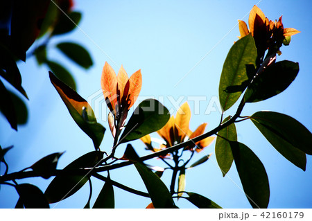 タブノキの赤い若葉 42160179