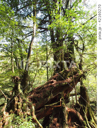 三本槍杉 三本槍杉 42160270
