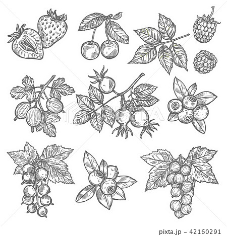 Sketches of garden and wild berries 42160291