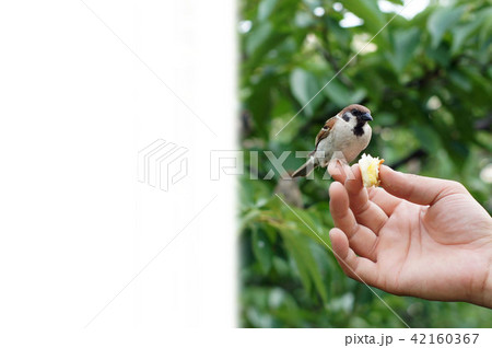 独占中 独占中 42160367
