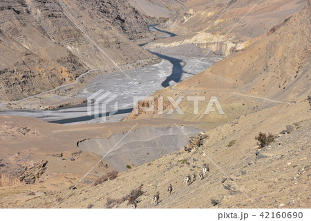 インドのヒマラヤ山岳地帯　スピティ谷の動物　野生のアイベックスの群れ 42160690