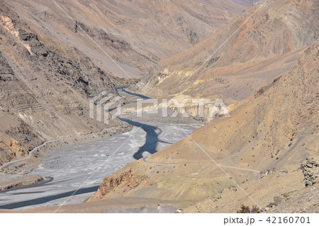 インドのヒマラヤ山岳地帯　スピティ谷の動物　野生のアイベックスの群れ 42160701