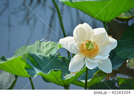 ハスの花 42163204