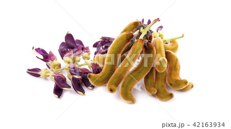 Mucuna pruriens isolated on white background Mucuna pruriens isolated on white background 42163934