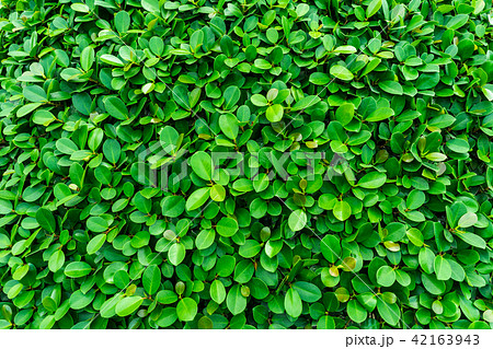Backdrop of green leaves natural wall. 42163943