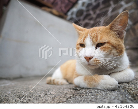 茶色と白のハチワレ猫の写真素材