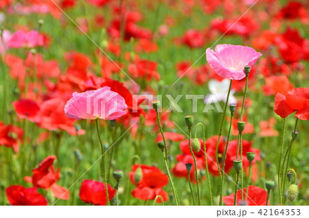草原・シャーレーポピーの花畑(秩父高原牧場・ポピー街道/埼玉県秩父郡皆野町三沢) 草原・シャーレーポピーの花畑(秩父高原牧場・ポピー街道/埼玉県秩父郡皆野町三沢) 42164353