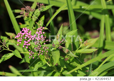 クモと源平シモツケの花の蕾 42164457