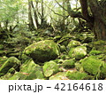 苔むす森 42164618