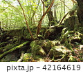 苔むす森 42164619