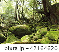 苔むす森 42164620