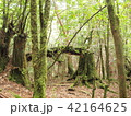 屋久杉 42164625