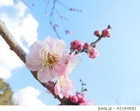梅の花  無類絞り  ムルイシボリ 42164682