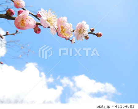 梅の花  無類絞り  ムルイシボリ 42164683