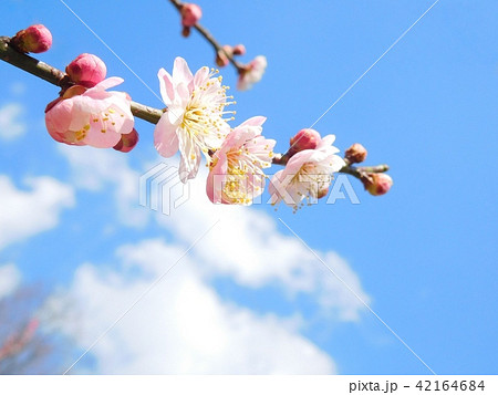 梅の花 無類絞り ムルイシボリ 梅の花 無類絞り ムルイシボリ 42164684