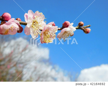 梅の花 無類絞り ムルイシボリ 梅の花 無類絞り ムルイシボリ 42164692