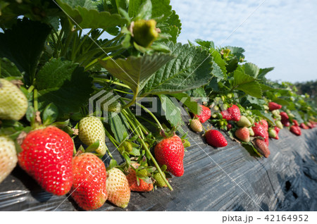 strawberry fruits in growth at garden 42164952