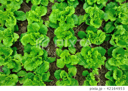 Green lettuce plants in growth at vegetable garden Green lettuce plants in growth at vegetable garden 42164953