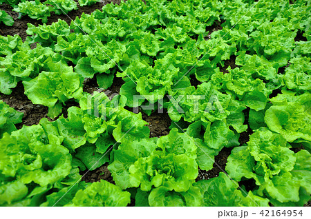 Green lettuce plants in growth at vegetable garden Green lettuce plants in growth at vegetable garden 42164954