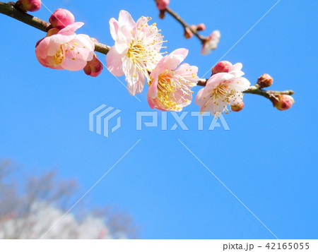 梅の花  無類絞り  ムルイシボリ 42165055