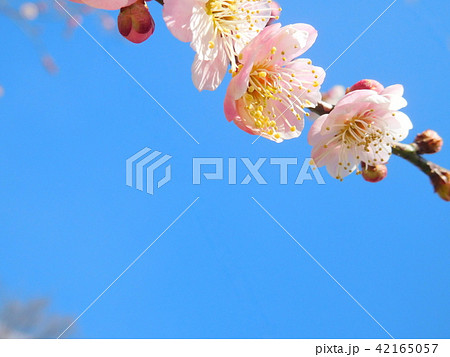 梅の花 無類絞り ムルイシボリ 梅の花 無類絞り ムルイシボリ 42165057