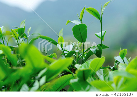 Growing green tea trees in spring mountains Growing green tea trees in spring mountains 42165137