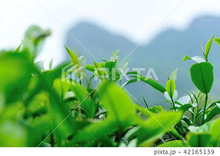 Growing green tea trees in spring mountains Growing green tea trees in spring mountains 42165139