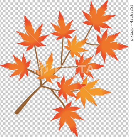 秋天的樹葉 42165253