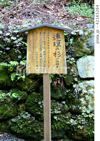 連理の杉（貴船神社・京都） 42165264