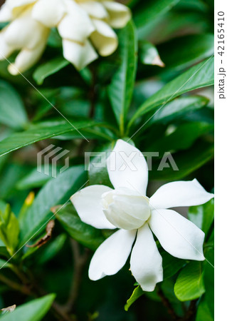 クチナシ 42165410