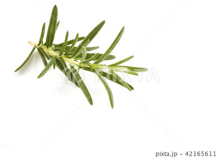 rosemary isolated on white background rosemary isolated on white background 42165611