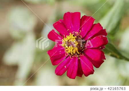 red zinnia on a green background red zinnia on a green background 42165763