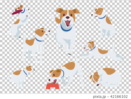 Dog _ Jack Russell Terrier 42166102