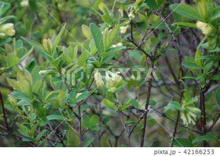 ハスカップの花 42166253