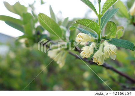 ハスカップの花 42166254