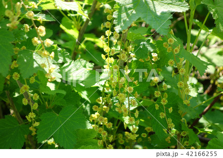 フサスグリの花 42166255