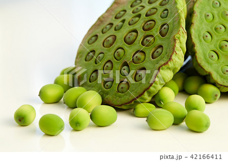 lotus seed close up 42166411