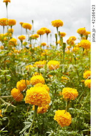 Beautiful Marigold flowers 42166423