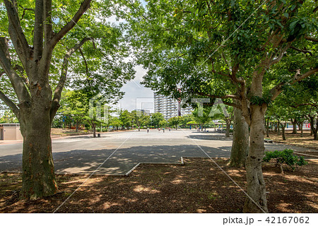 新小岩公園 新小岩公園 42167062