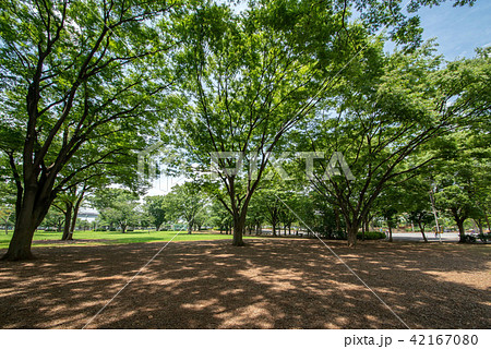 新小岩公園 42167080