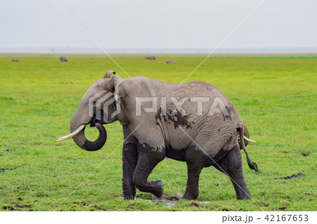 Elephant half immersed in the marshes of Amboseli 42167653