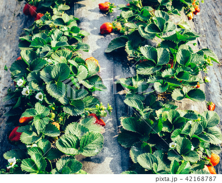 Strawberry fruits growing at field Strawberry fruits growing at field 42168787