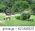 六甲山牧場 42168925