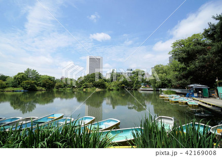 札幌 中島公園 菖蒲池 札幌 中島公園 菖蒲池 42169008