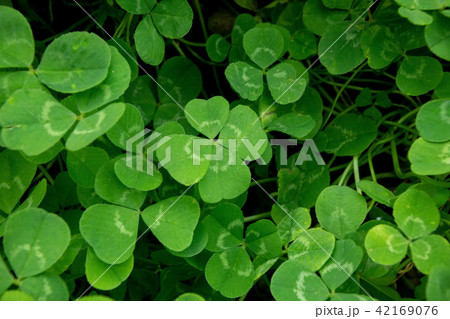 四つ葉のクローバー 42169076