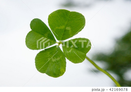 四つ葉のクローバー 四つ葉のクローバー 42169078