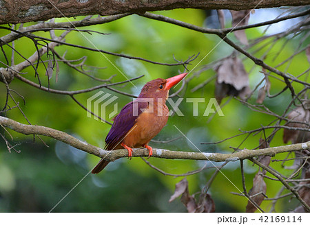 リュウキュアカショウビン7 42169114