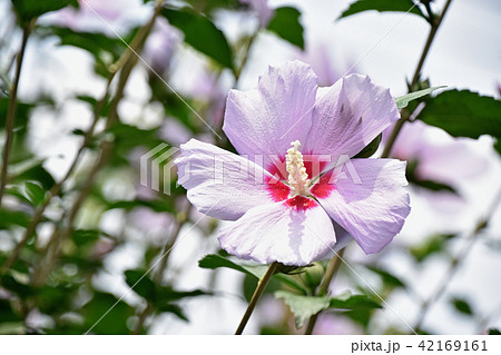 ムクゲ(木槿) ムクゲ(木槿) 42169161