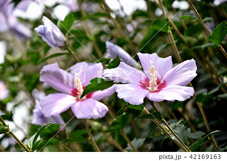 ムクゲ（木槿） 42169163