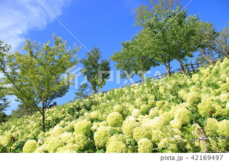 神戸フルーツフラワーパーク 42169497